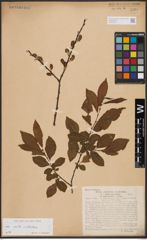 Salix aurita L. x Salix silesiaca Willd.